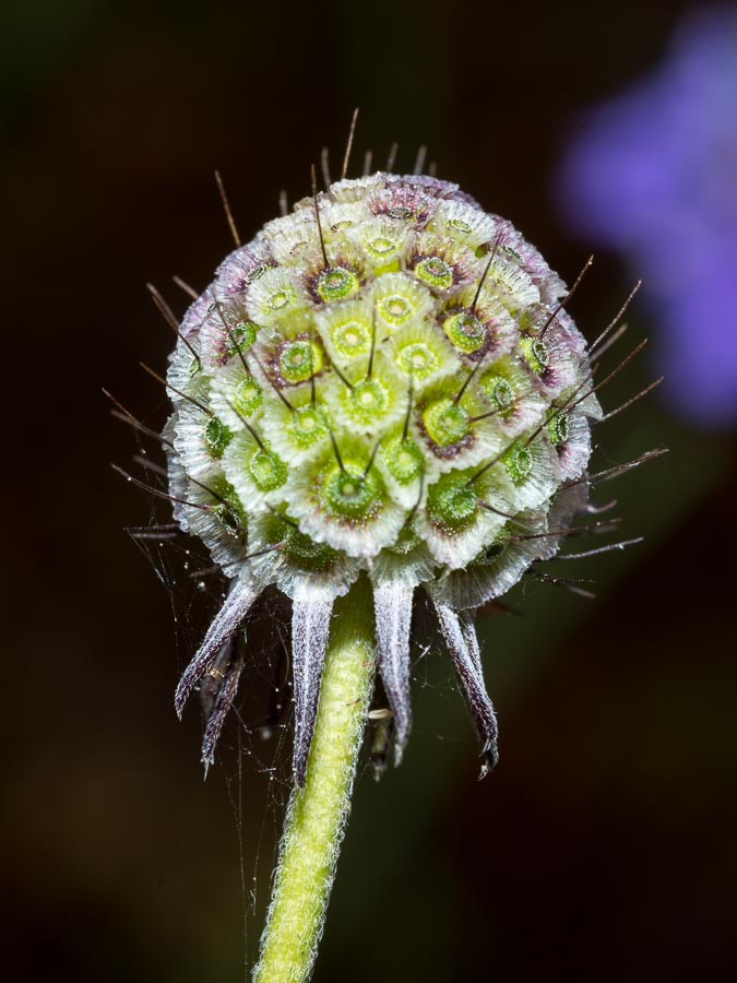 Scabiosa triandra / Vedovina a foglie sottili